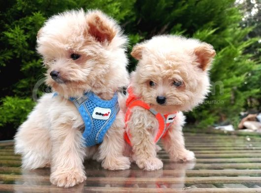 Tedyy Babadan Maltipoo Bebekler görsel