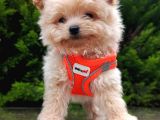 Tedyy Babadan Maltipoo Bebekler
