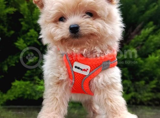 Tedyy Babadan Maltipoo Bebekler görsel