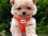 Tedyy Babadan Maltipoo Bebekler