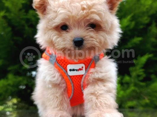 Tedyy Babadan Maltipoo Bebekler görsel