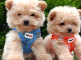 Tedyy babadan maltipoo bebekler