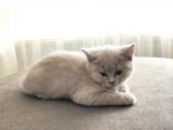 British shorthair 2 aylık yavru kedi