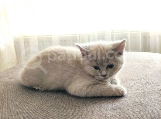 British Shorthair 2 Aylık Yavru Kedi