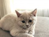 British Shorthair 2 Aylık Yavru Kedi