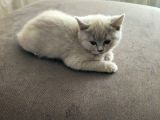 British Shorthair 2 Aylık Yavru Kedi