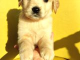 Koyu Ve Açık Renkler Golden Erkek Dişi