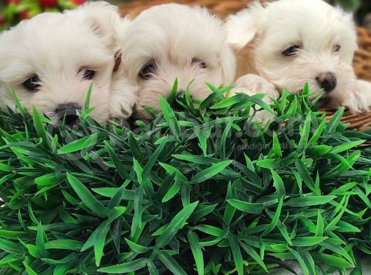 Orji̇nal Maltese Teri̇er Yavrulari̇ görsel