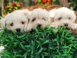 Orji̇nal Maltese Teri̇er Yavrulari̇