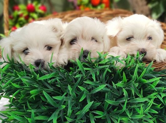 Orji̇nal Maltese Teri̇er Yavrulari̇ görsel