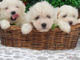 ORJİNAL MALTESE TERİER YAVRULARİ