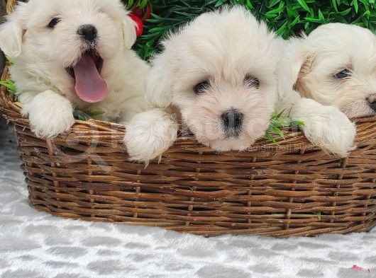 Orji̇nal Maltese Teri̇er Yavrulari̇ görsel