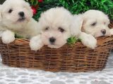 Orji̇nal Maltese Teri̇er Yavrulari̇