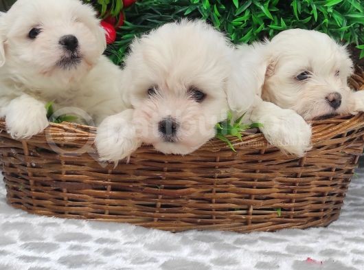 Orji̇nal Maltese Teri̇er Yavrulari̇ görsel