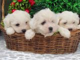 Orji̇nal Maltese Teri̇er Yavrulari̇