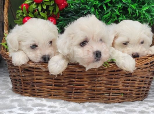 Orji̇nal Maltese Teri̇er Yavrulari̇ görsel