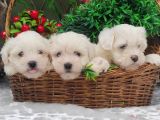 Orji̇nal Maltese Teri̇er Yavrulari̇