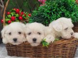 Orji̇nal Maltese Teri̇er Yavrulari̇