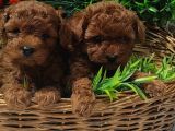 Red Orji̇nal  Gerçek Toy Poodle