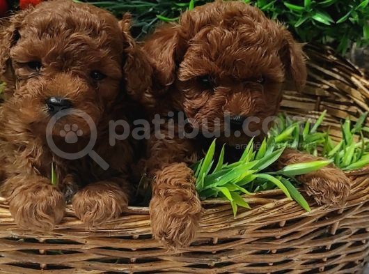 Red Orji̇nal  Gerçek Toy Poodle görsel
