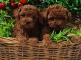 RED ORJİNAL  GERÇEK TOY POODLE