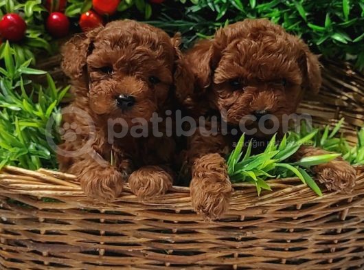 RED ORJİNAL  GERÇEK TOY POODLE