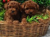 Red Orji̇nal  Gerçek Toy Poodle