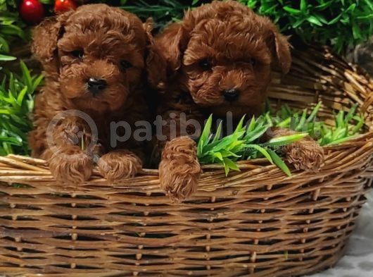 Red Orji̇nal  Gerçek Toy Poodle görsel