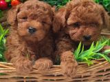 Red Orji̇nal  Gerçek Toy Poodle