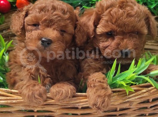 Red Orji̇nal  Gerçek Toy Poodle görsel