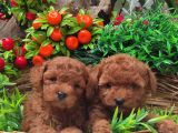 Red Orji̇nal  Gerçek Toy Poodle