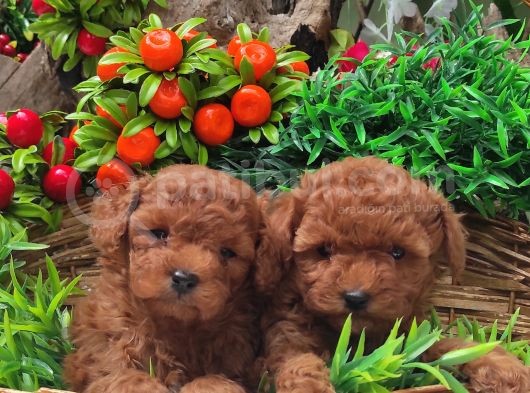 Red Orji̇nal  Gerçek Toy Poodle görsel