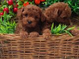 Red Orji̇nal  Gerçek Toy Poodle