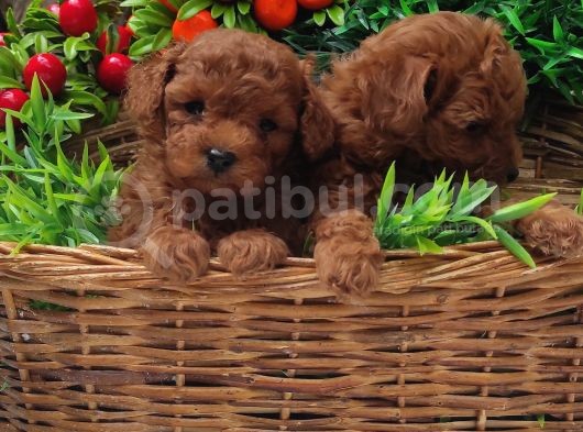 Red Orji̇nal  Gerçek Toy Poodle görsel