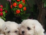 Orji̇nal Maltese Teri̇er Yavrulari̇