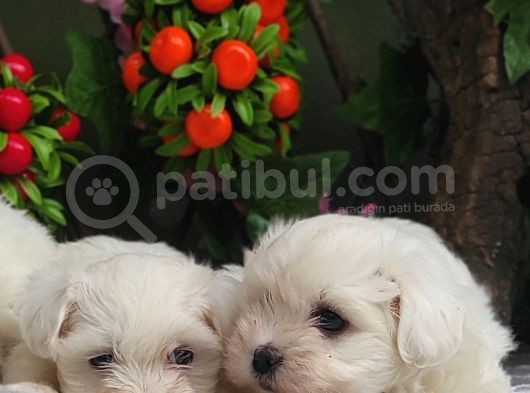 Orji̇nal Maltese Teri̇er Yavrulari̇ görsel