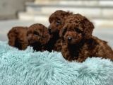 Redbrown Kore Mini Toy Poodle Yavrularımız