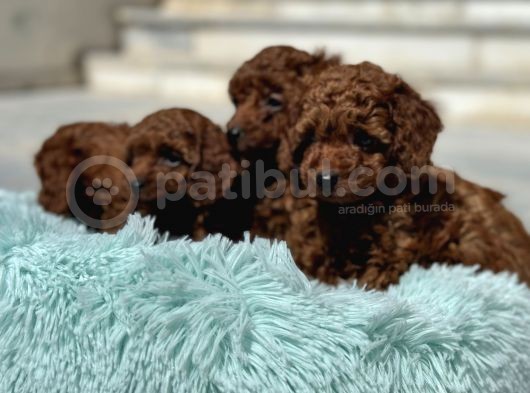 Redbrown Kore Mini Toy Poodle Yavrularımız görsel