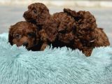 Redbrown Kore Mini Toy Poodle Yavrularımız