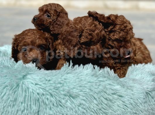 Redbrown Kore Mini Toy Poodle Yavrularımız görsel