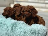 Redbrown Kore Mini Toy Poodle Yavrularımız