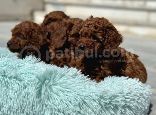 Redbrown Kore Mini Toy Poodle Yavrularımız görsel