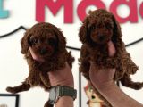 Redbrown Kore Mini Toy Poodle Yavrularımız