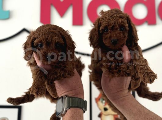 Redbrown Kore Mini Toy Poodle Yavrularımız görsel