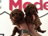 Redbrown Kore Mini Toy Poodle Yavrularımız