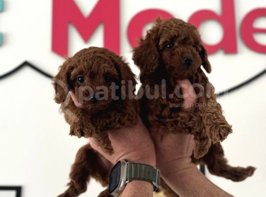 Redbrown Kore Mini Toy Poodle Yavrularımız görsel