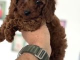 Redbrown Kore Mini Toy Poodle Yavrularımız