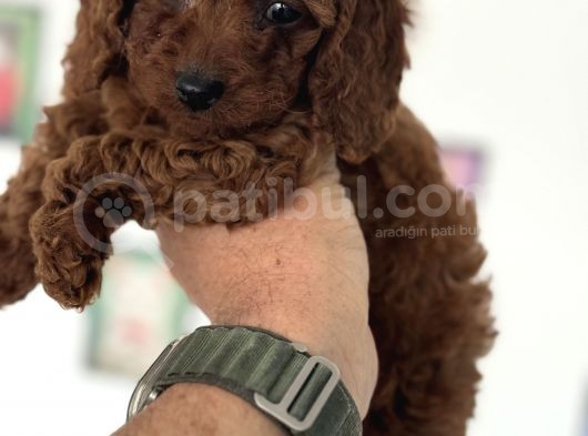 Redbrown Kore Mini Toy Poodle Yavrularımız görsel