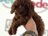 Redbrown Kore Mini Toy Poodle Yavrularımız