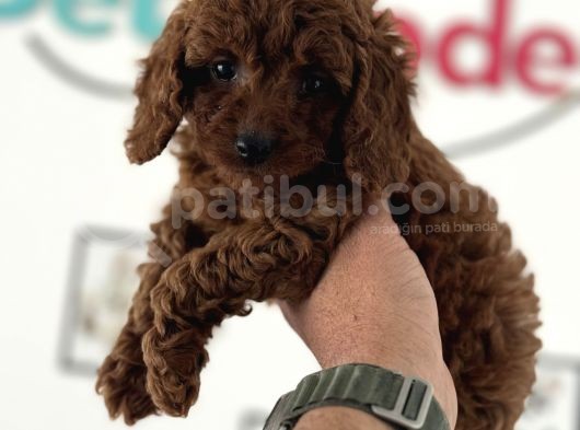 Redbrown Kore Mini Toy Poodle Yavrularımız görsel